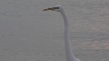 Sudaki büyük beyaz balıkçıl