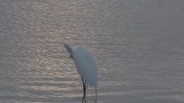 Ak balıkçıl ve Florida balıkçıl kuşların