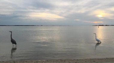 Heron ve gün batımında ak balıkçıl