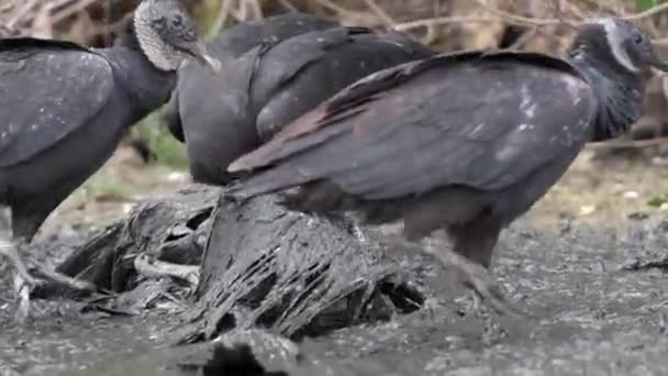 饲喂鸟胴体的秃鹫 — 图库视频影像