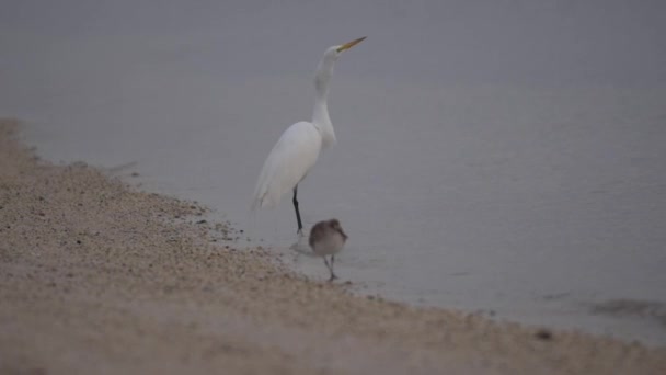 Egret engoliu um peixe — Vídeo de Stock