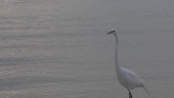 Great White Egret — Stock Video