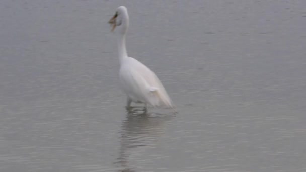 Great White Egret with fish — Stock Video