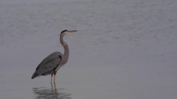 Blauwe reiger vliegen uit een frame — Stockvideo