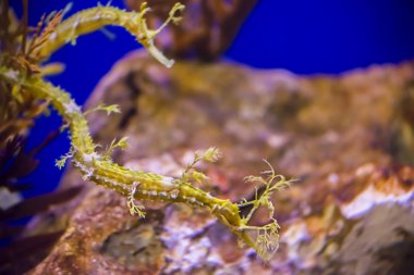 Haliichthys taeniophorus Ribboned pipefish