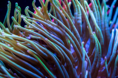 Deniz Anemone arka plan