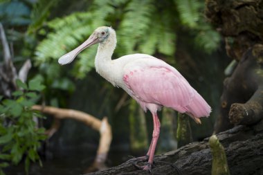 Pembe kaşıkçı Platalea ajaja