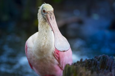Pembe kaşıkçı Platalea ajaja