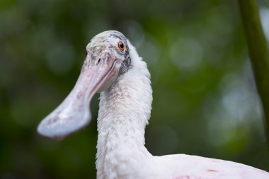 Pembe kaşıkçı Platalea ajaja