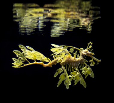 Yapraklı seadragon Phycodurus eques