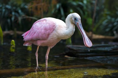 Pembe kaşıkçı Platalea ajaja