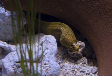 Müren balığı Muraenidae