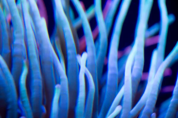 Morski anemon tło — Zdjęcie stockowe
