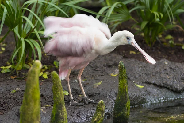 Warzęcha różowa Platalea ajaja — Zdjęcie stockowe