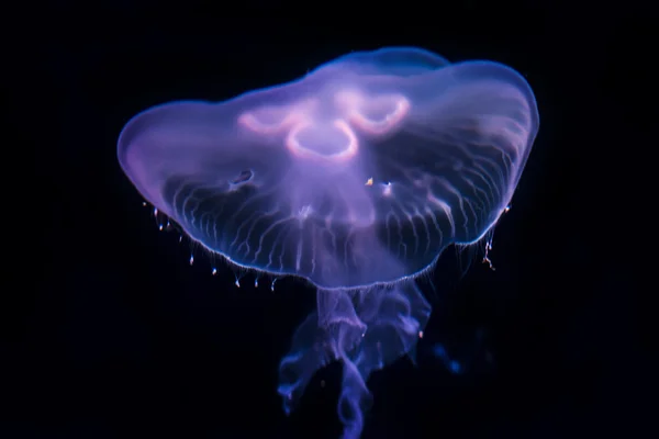 Księżyc Jellyfish Aurelia uszata na czarnym tle — Zdjęcie stockowe