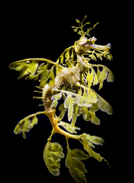 绿叶 seadragon，Phycodurus 康 — 图库照片