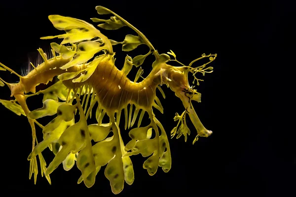 El frondoso cuadrilátero, Phycodurus eques — Foto de Stock