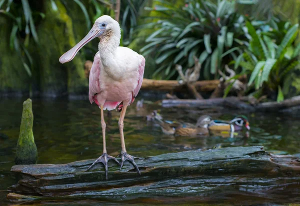 Pembe kaşıkçı Platalea ajaja — Stok fotoğraf