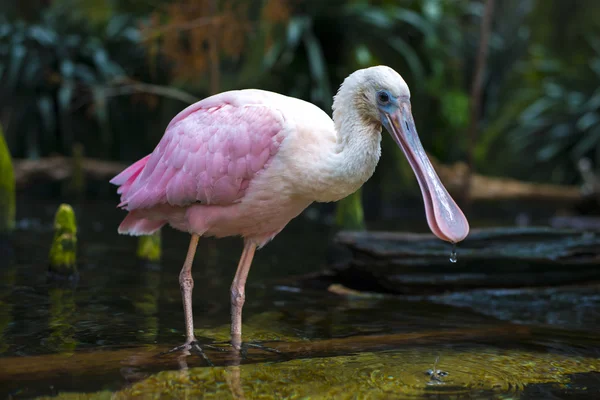 Pembe kaşıkçı Platalea ajaja — Stok fotoğraf