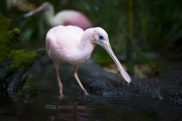 Pembe kaşıkçı Platalea ajaja — Stok fotoğraf