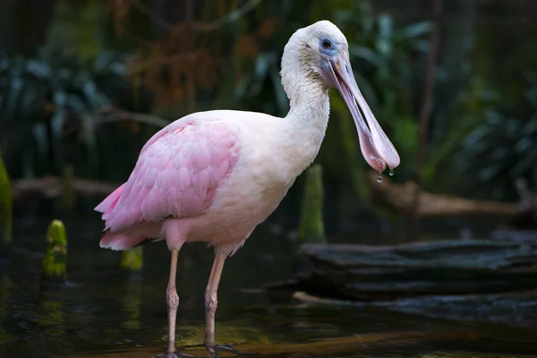 Pembe kaşıkçı Platalea ajaja — Stok fotoğraf