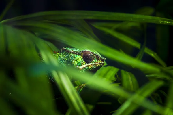 Chameleon verborgen in dikke groen — Stockfoto