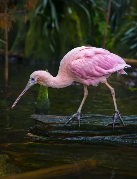 Pembe kaşıkçı Platalea ajaja — Stok fotoğraf