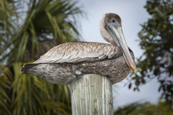 Pelicano marrom em um poste de madeira pássaros da Flórida — Fotografia de Stock