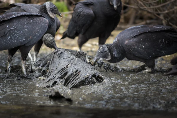 Vultures Feeding on Bird Carcass — Stock Photo, Image