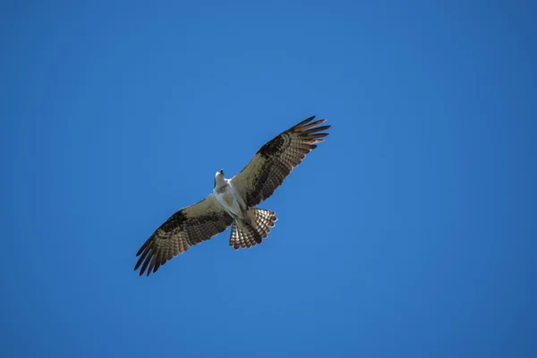 Osprey en vuelo — Foto de Stock