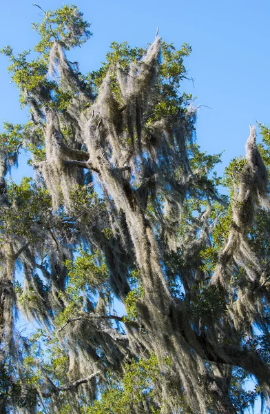 Spanish Moss covered tree — Stock Photo, Image