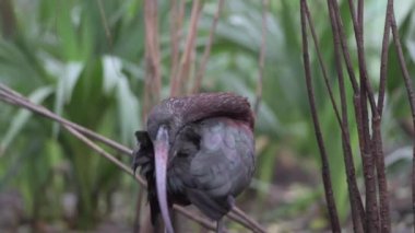parlak Ibis, plegadis falcinellus
