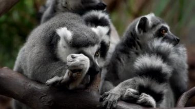 Lemurlar komplo bir ağaç dalı