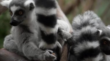 Lemurlar komplo bir ağaç dalı
