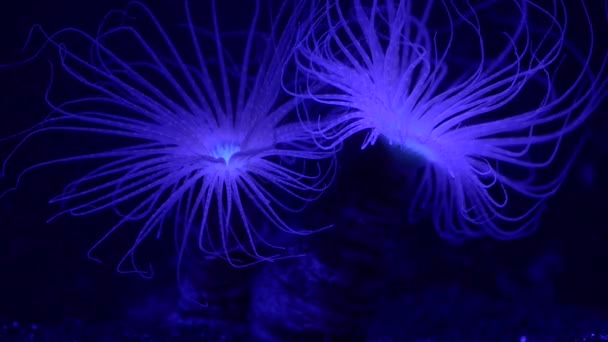 Piękna morskiego anemonu — Wideo stockowe