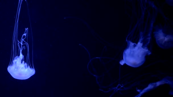 Chrysaora quinquecirrha Atlantic sea nettle — Stock Video