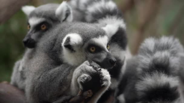 Conspiracy of Lemurs on a tree branch — Stock Video