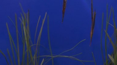 Shrimpfish bir mercan kayalığı üzerinde