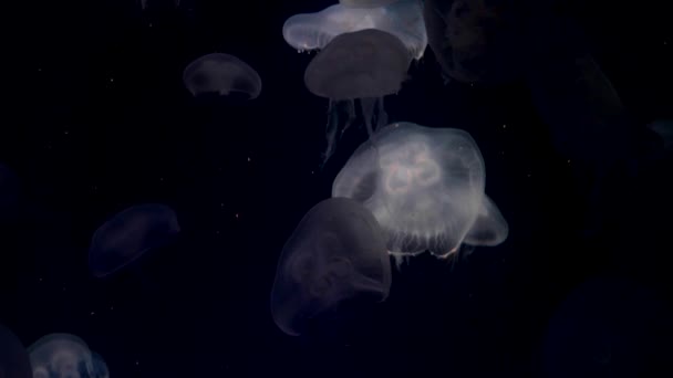 Moon jellyfish, Aurelia aurita — Stock Video