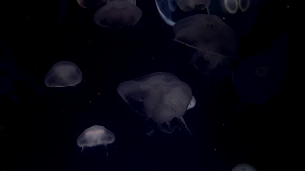 Księżyc jellyfish, Aurelia uszata — Wideo stockowe