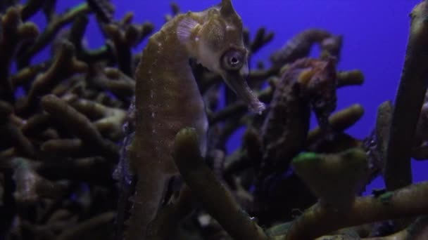 Caballo de mar en un primer plano de arrecife de coral — Vídeos de Stock