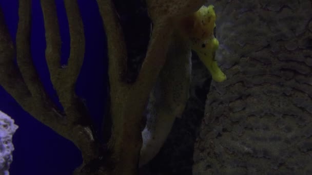 Pacific Seahorse Hippocampus inger — Stock video