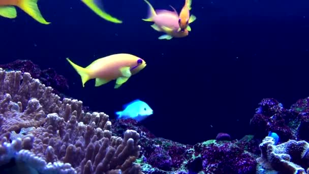 Красиві коралові рифи фея оранжевий Basslet — стокове відео
