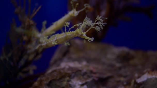 Haliichthys taeniophorus το pipefish Ribboned — Αρχείο Βίντεο