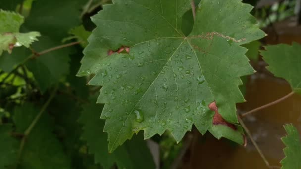 Mokré vinné listy s velkými kapkami deště se houpají ve větru