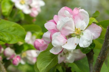 Pembe ve beyaz elma çiçeği çiçek dal