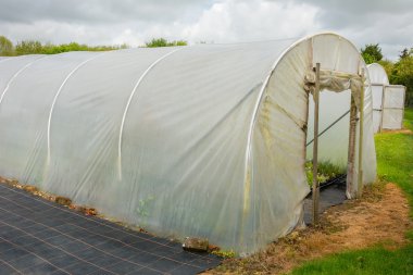 Bir polytunnel içinde yetiştirilen bitkiler
