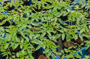 Küçük domates bitkiler üzerinde Çömlekçilik için hazır