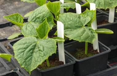 Tencere yetiştirilen küçük salatalık bitkiler