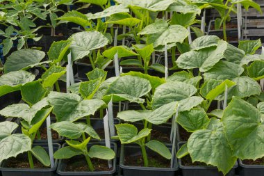 Tencere yetiştirilen küçük salatalık bitkiler